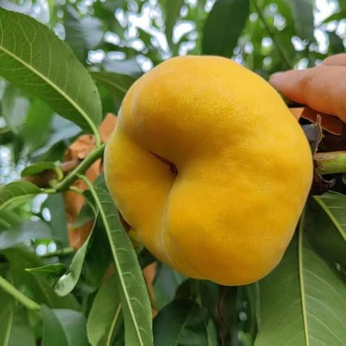 pfirsichbaum kaufen samen, gewächshaus, seeds obst, gartenpflanzen extrem winterharte kübelpflanzen, alte sorten saatgut exotische pflanzen, balkon pflanzen hochbeet, säulenobst 50pcs