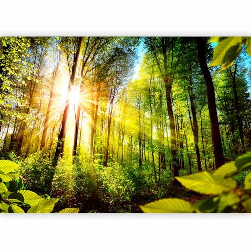 murando Fotomurales Paisaje 350x256 cm XXL Papel pintado tejido no tejido Decoración de Pared decorativos Murales moderna de Diseno Fotográfico Bosque b-B-0248-a-a