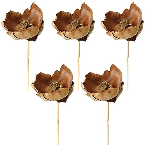 matches21 Palm Blut am Stiel Naturdeko lackiert Dekozweige Bastelmaterial Trockenpflanzen getrocknet Natur 5er Set