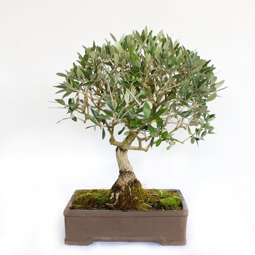 KENTIS - Bonsai Olea Europaea - Bonsai Ulivo - Piante Vere da Esterno - Vaso in Ceramica - H 55-65 cm Vaso Ø 35 cm