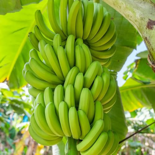 15 pcs bananenbaum winterhart samen kübelpflanzen winterhart seltene pflanzen bananen samen - Musa Basjoo - obst winterharte stauden bonsai baum bio saatgut säulenobstbäume pflanzen