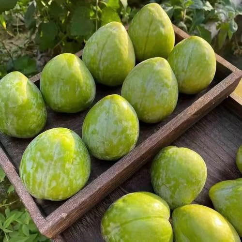 semillas resistentes del ciruelo, variedades antiguas comprar perennes, fresca, jardín 20pcs