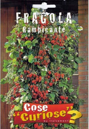 Semi - Fragola Rampicante