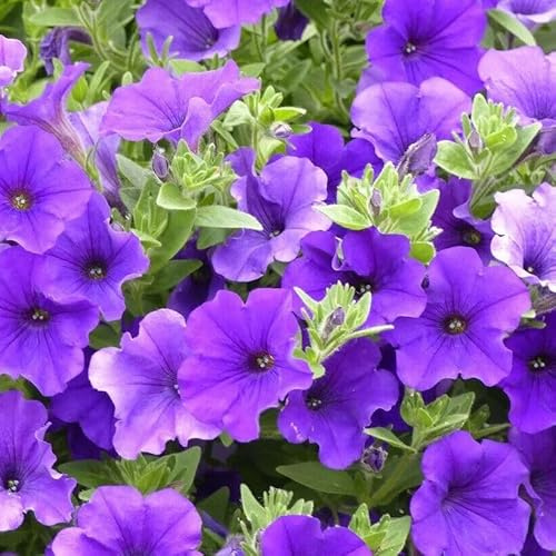 30 SEMI PETUNIA Royal Blue' semi freschi