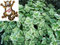 Exotenherz - Coleus canin - Verpiss-Dich - Pflanze - 4 Pflanzen