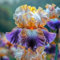 Bulbi Di Iris - Piante Di Iris - Fiori Da Giardino, Piante Resistenti Da Balcone, Piante Autunnali Resistenti, Regali Per Giardinieri, Piante Rare, Regali Per Il Giardino-15 bulbi-B