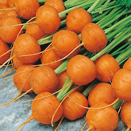 Portal Cool Carota - Mercato parigino (300 Semi) Sfuso, insolito, cimelio, Tonda di Parigi