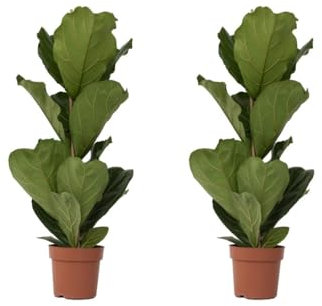 Plant in a Box - Ficus Lyrata - Zimmerpflanze - 2er Set - Geigenfeige - Topf 21cm - Höhe 70-90cm