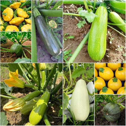 Semi di zucchino biologico serie di rari letti inverno inverno per giardino, balcone inverno 30pcs