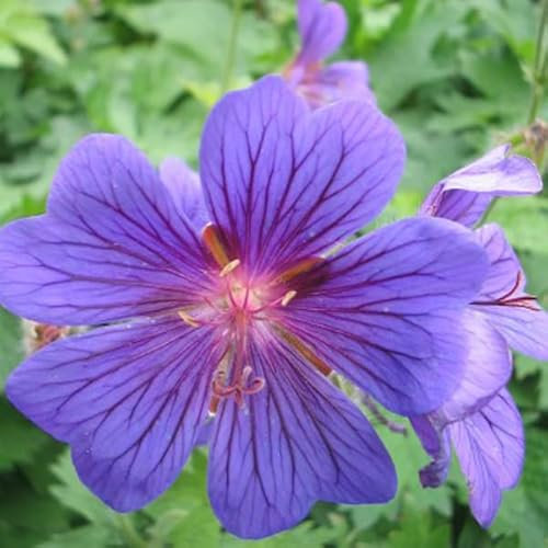 6 x Géranium vivace magnifique - Geranium Magnificum - Godet 9x9cm - Fleurs bleu-violet, compact, massifs