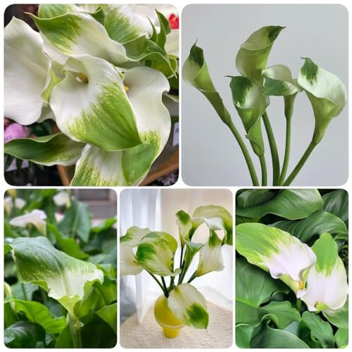 2 pcs calla zwiebeln winterhart, calla lilien zwiebeln, outdoor pflanzen geschenke für gartenfreunde calla pflanze - Zantedeschia aethiopica - winterharte pflanzen für garten balkonpflanzen