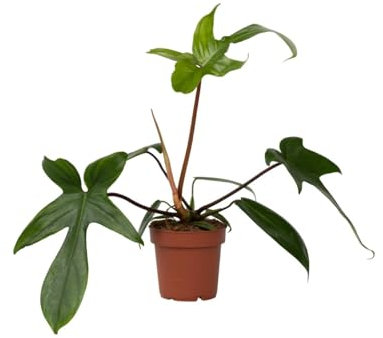 Plant in a Box - Philodendron 'Vert de Floride' - Plante d'intérieur purifiant l'air - Pot 12cm - Hauteur 20-30cm