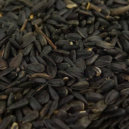 Semi di girasole neri BusyBeaks - Alimento ricco di olio per uccelli selvatici del giardino (500g)