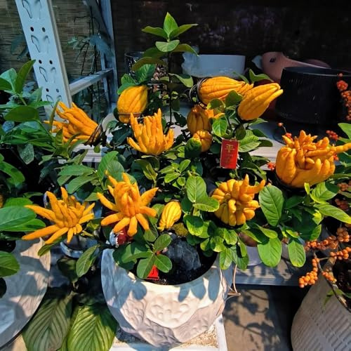 Semillas de limón de la mano de Buda - Semillas de bergamota - columnares, semillas de maceta de,árbol para jardín Las 60pcs