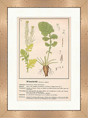 Biller Antik Cresson d'hiver Barberaea vulgaris Plantes médicinales Plantes médicinales 074 encadrée