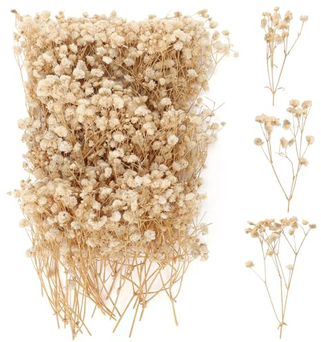 100 stycken torkade Nebbiolina, flera blomblad Gypsophila, Gypsophila Nebbiolina Blommor, naturliga torkade blommor för att göra egna inramningar, bokmärken, gratulationskort (Champagne)
