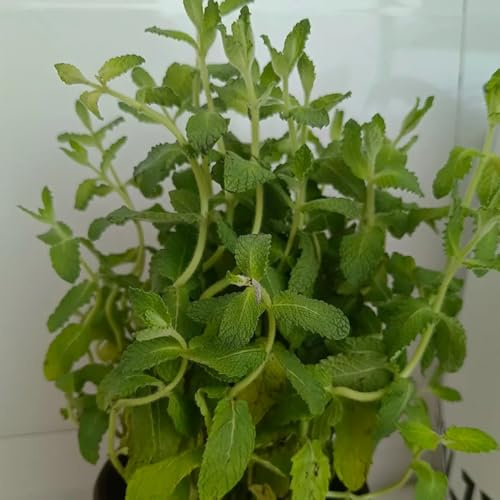 Semi di menta mela biologici, semi di menta piperita per giardino semi di da giardino vecchie varietà 200pcs