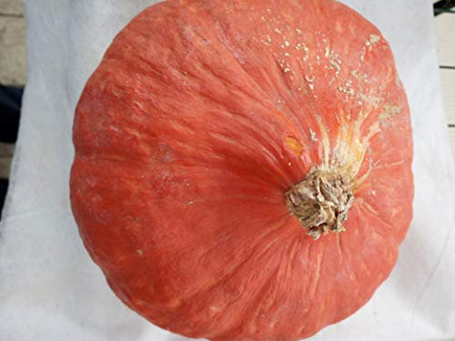 TROPICA - Zucca giapponese Hokkaido (Cucurbita maxima) - 10 Semi- Zucca