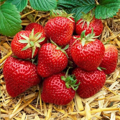 Carbeth Plants 2 x Strawberry Cambridge Favourite Fruit Plant in 1L Pot - Easy to Grow Perennials for UK Gardens - Tasty Sweet High Yielding Outdoor Fruiting Plants for Beds, Borders or Pots