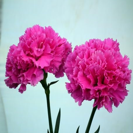 100 Stück rosa Nelkensamen