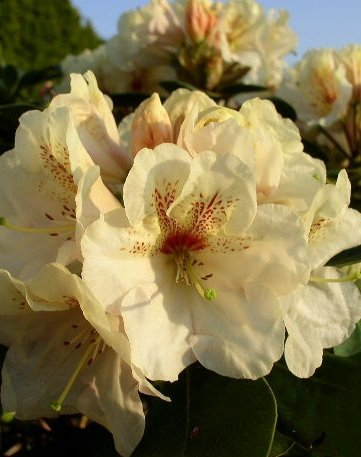 Rhododendron Hybride Goldbukett 30-40 cm hoch im 5 Liter Pflanzcontainer