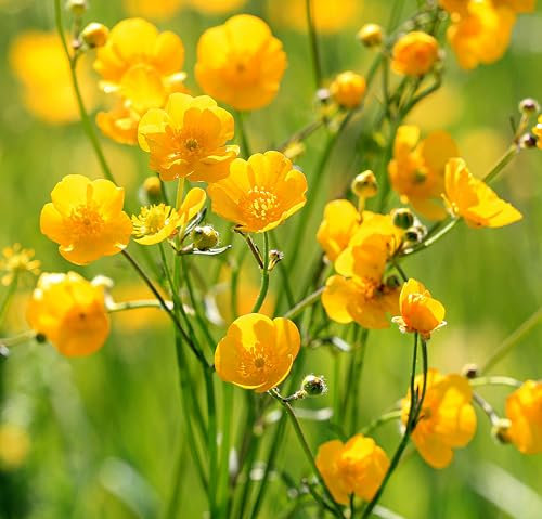 Meadow Buttercup - Ranunculus acris | Native UK Wildflower | 1.25 g - 500 Seeds | Sow in Spring or Autumn