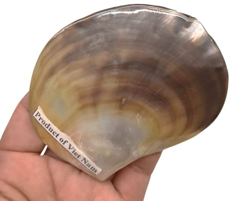 PEPPERLONELY 4 PC Silver Pearl M.O.P. Natural Pearl Oyster Sea Shells, 2-1/2 Inch ~ 3-3/4 Inch