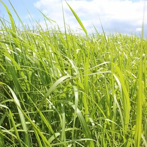 6 x Praktrör – Miscanthus giganteus – 9 x 9 cm kruka – högt prydnadsgräs