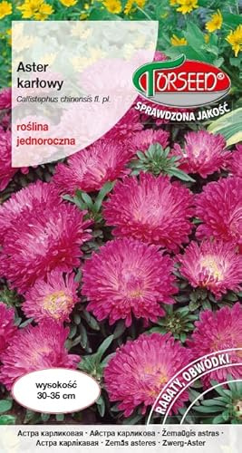 Verdica rosa dvärgator aster novi-belgii frön – årliga blommor, perfekt för sängar och snittblommor, 30–35 cm höjd, frodas i fruktbar jord (0,5 gram)
