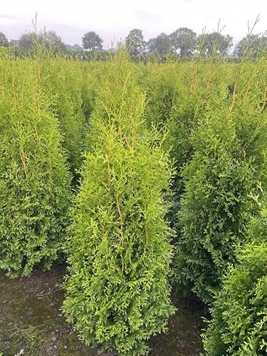 15 Thuja Brabant 110-130cm ohne Topf XXl gemessen frisch vom Feld Gartenhecke Heckenpflanzen Immergrüner Lebensbaum