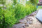 15 Thuja Brabant 125-150cm XXL ohne Topf gemessen frisch vom Feld Gartenhecke Heckenpflanzen Immergrüner Lebensbaum