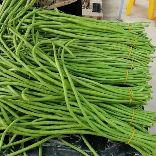 semillas de frijol de jardín - variedades antiguas Balcón invernadero raras 10pcs