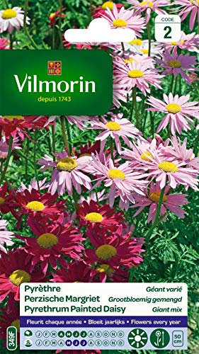 Vilmorin Pyrethre géant en mélange - Semences pour plantation - fleurs hautes vivaces 50 cm - Fleurit chaque année -Eloigne naturellement les insectes - Facile à réussir sans entretien