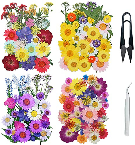 Cayway 160 PCS Fleurs Séchées Mélangées Kit avec Pince à Épiler et Ciseaux, Fleurs Pressées Séchées Naturelles pour L'artisanat d'art de Bricolage, Les Bijoux en Résine Epoxy