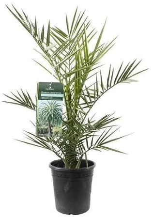 Palmera Canaria Natural - Phoenix Canariensis - Árbol de Grandes Palmas para el Jardín