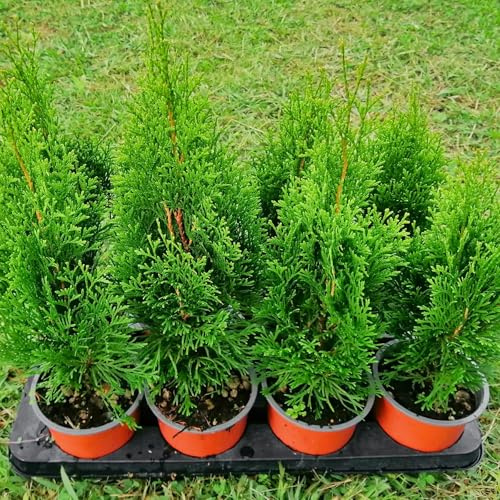 Thuja occidentalis smaragd, 4 piante alte 30/40 cm, vaso 13