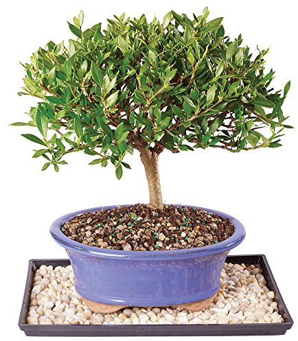 Brussel's Bonsai Live Gardenia Bonsai Tree - Medium, 5 Years Old, 8 to 10 Inches Tall - Ceramic Bonsai Pot and Bonsai Humidity Tray