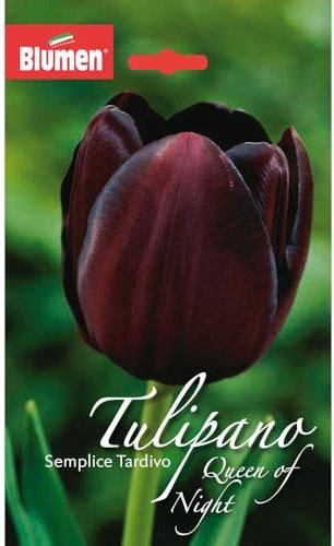 Blumen bulbi Tulipano semplice tardivo Queen Of Night confezione da 6 bulbi
