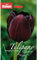Blumen bulbi Tulipano semplice tardivo Queen Of Night confezione da 6 bulbi