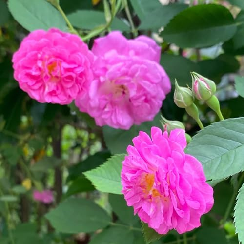 semillas de rosal trepador - silvestres, balcón, arbustos decorativos Rosales trepadores resistentes - rosas trepadoras - para camas elevadas, arbustos 600pcs