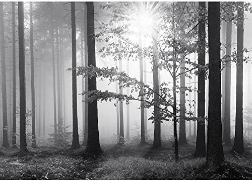 Runa Art Fototapete Wald im Nebel 352 x 250 cm Vlies Tapeten XXL Moderne Wandtapete Wohnzimmer Schlafzimmer Schwarz Weiss 9241011a