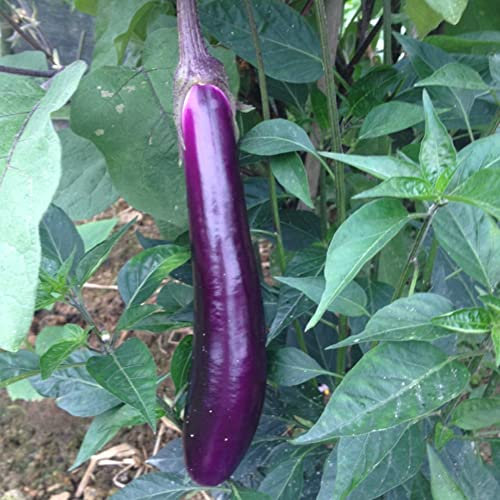 Haloppe 100 Stück lila Auberginen-Gemüsesamen für die Bepflanzung des Hausgartens, lange/runde lila Auberginensamen nahrhafte Gemüsegarten-Yard-Pflanze Lila lange Aubergine