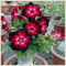 Wüstenrose pflanze mix - Desert rose plant - Adenium obesum pflanze - Adenium obesum wüstenrose - Wüstenrose pflanze kaufen-1zwiebeln-I