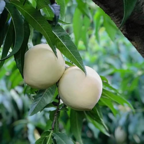 3 piezas Semillas resistentes del melocotonero - en resistentes de nectarina resistente, perennes, cama elevada para balcón columnar