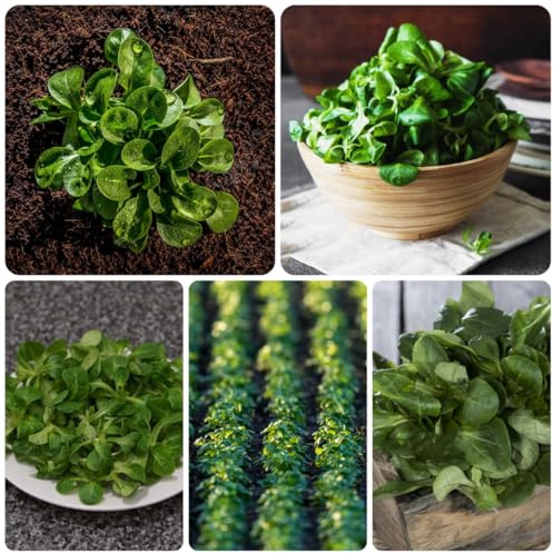 lattuga d'agnello balcone serra decorazioni da giardino per esterni da giardino perenni resistenti varietà di esotici tradizionali semi di biologici 400semi
