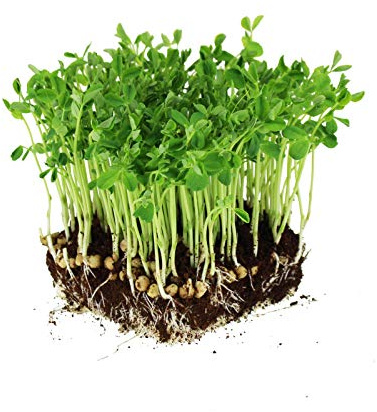 Mountain Valley Seed Co Dun Pea Seeds – 5 LB Bulk Non-GMO, High-Germination