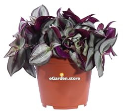 Pianta di Tradescantia Zebrina Pianta di Zebrina Pendula pianta da interno pianta ornamentale di Tradscantia Pianta di Erba Misera pianta vera venduta da eGarden.store (Purpusiii v.12 cm)