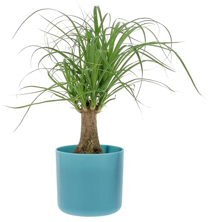 KENTIS - Beaucarnea Nolina Recurvata - Piante da Interni Vere - H 30-40cm Vaso Ø 14 cm - Mangiafumo (Eco-Vaso Atlantic Ocean, Beaucarnea Recurvata)