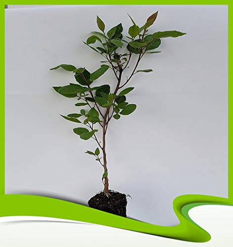 Pistacia Terebinthus (Terpentin-Baum) – Pflanze