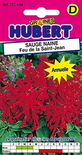 Graines de Sauge Naine Feu de la Saint Jean - 0,4 grammes